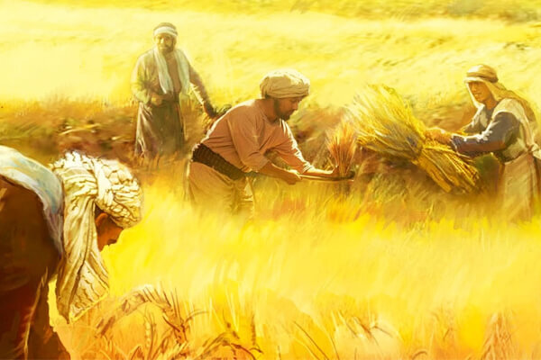 grano e zizzania