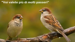 pASSERI